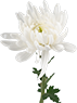 花花